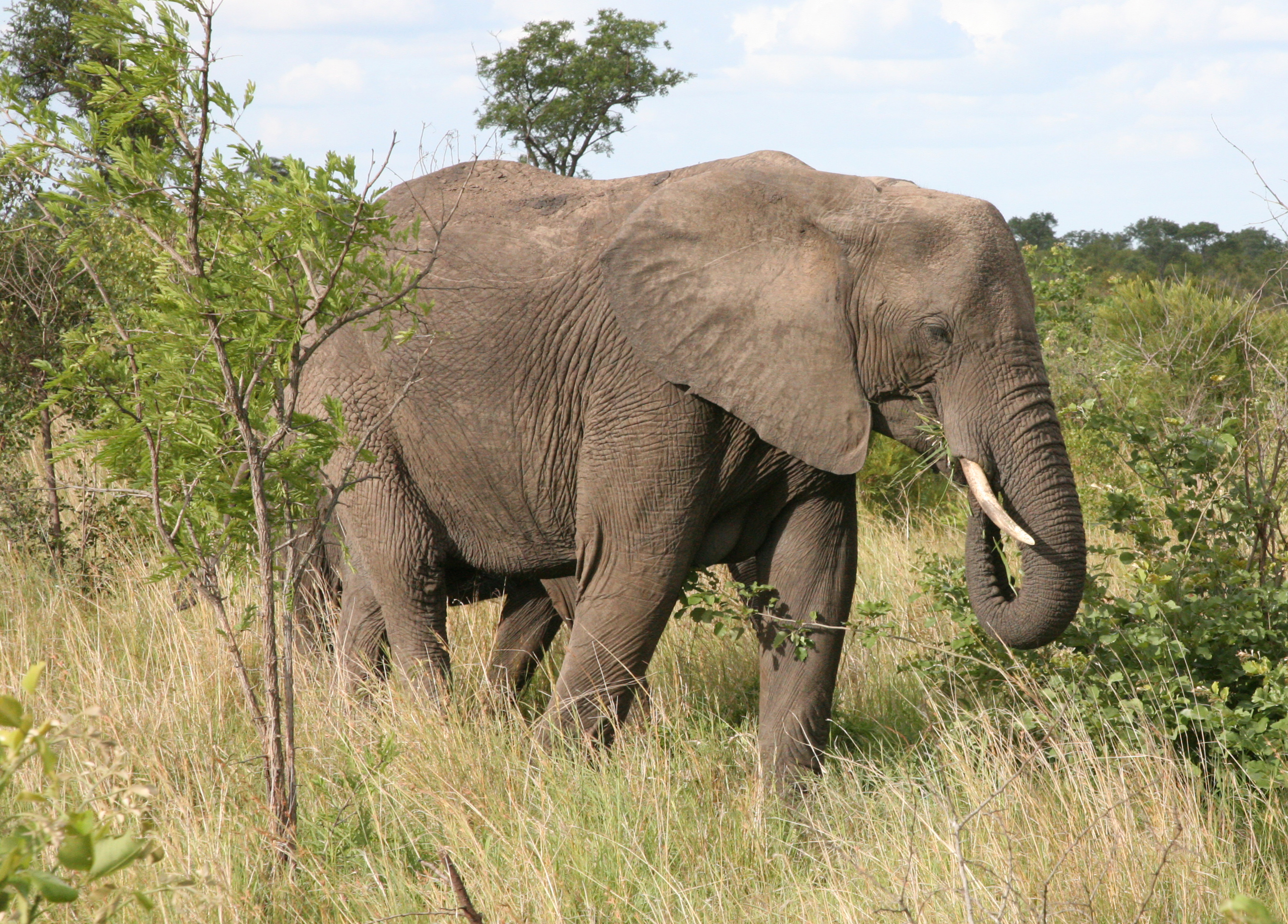Hay 111.000 elefantes menos por la caza furtiva